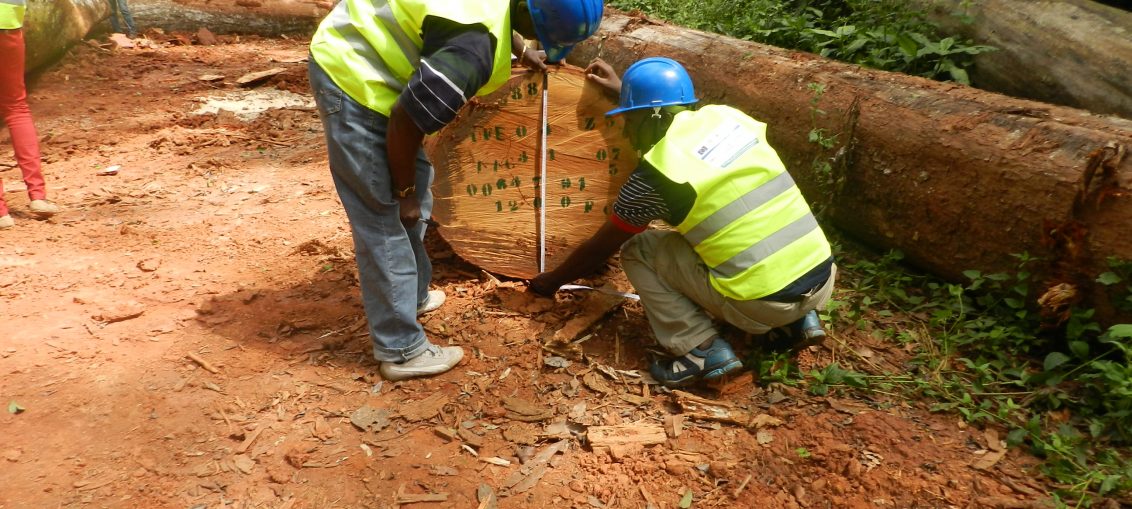 Gouvernance Forestière : Ces Pratiques Qui Favorisent L’exploitation Illégale Du Bois Camerounais