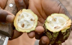 Côte d’Ivoire: Des chenilles menacent la récolte intermédiaire de cacao dans le Sud