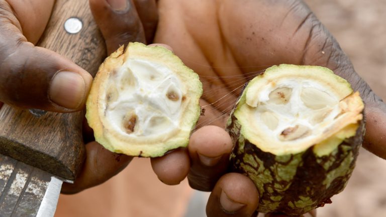 Côte d’Ivoire: Des chenilles menacent la récolte intermédiaire de cacao dans le Sud