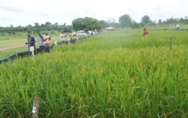 Côte d’Ivoire / Filière riz: Des producteurs de semences formés aux bonnes pratiques