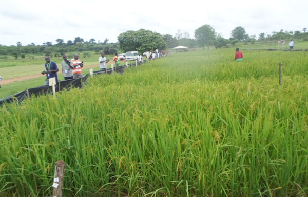 Côte d’Ivoire / Filière riz: Des producteurs de semences formés aux bonnes pratiques