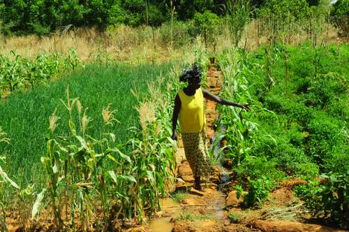 $17,5 millions de l’ITFC en faveur de l’agriculture en Gambie