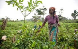 Côte d’Ivoire, soutien immédiat de FCFA 150,8 milliards aux filières agricoles