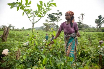 Côte d’Ivoire, soutien immédiat de FCFA 150,8 milliards aux filières agricoles