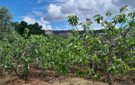 L’Algérie, troisième plus important producteur de figues fraîches au monde