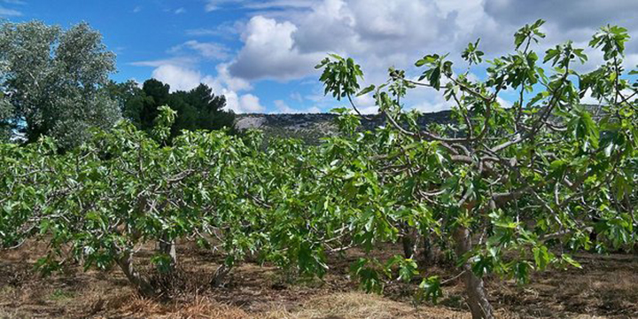 L’Algérie, troisième plus important producteur de figues fraîches au monde