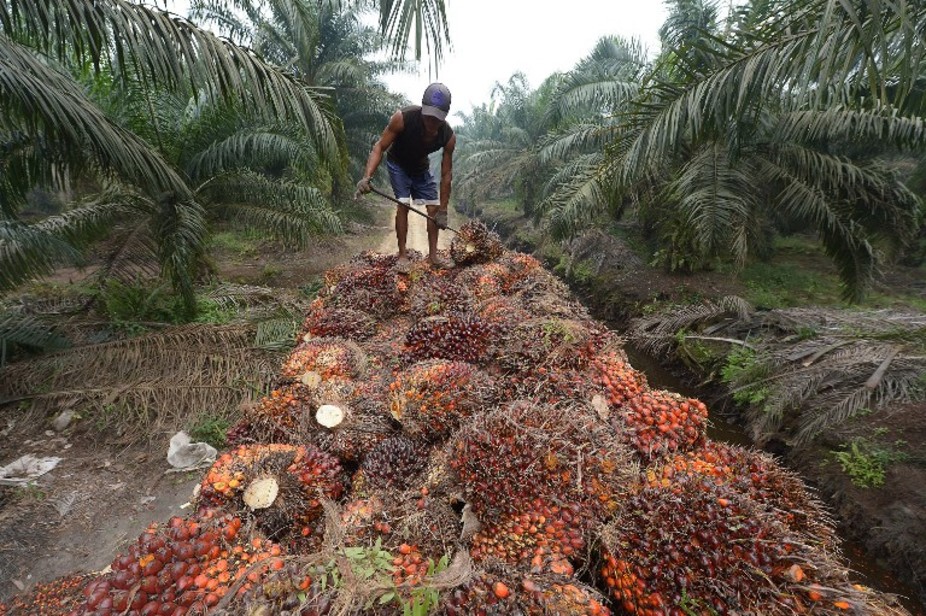 Non, l’huile de palme n’est pas responsable de 40 % de la déforestation