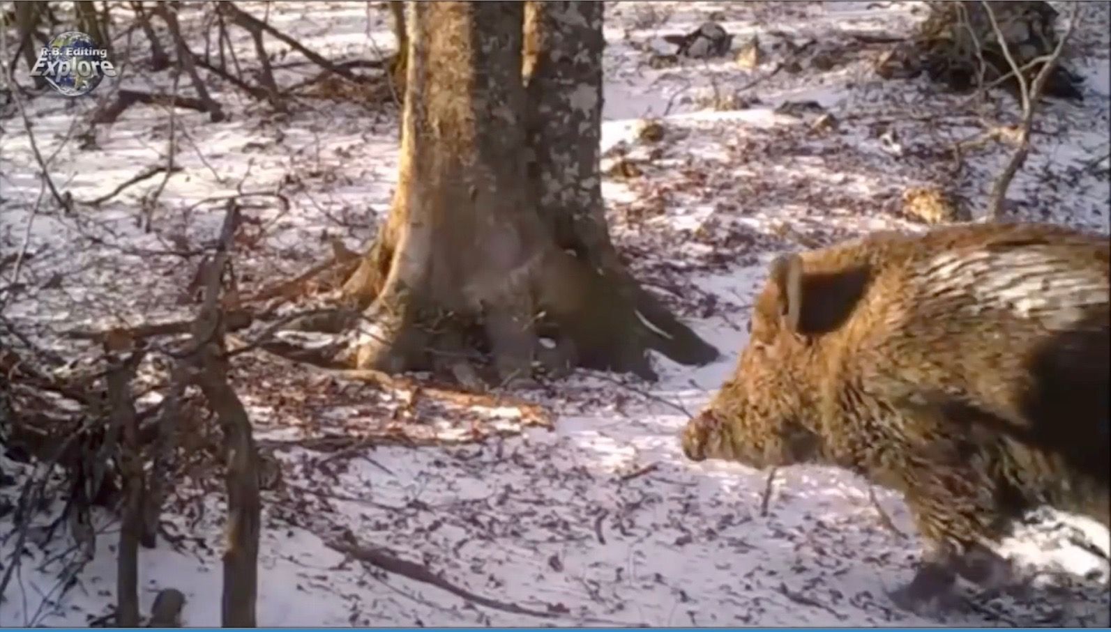 Un homme décide de filmer un arbre dans les bois pendant une année entière.