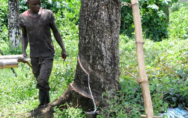 Au Liberia : colère après les centaines de licenciements du géant américain Firestone