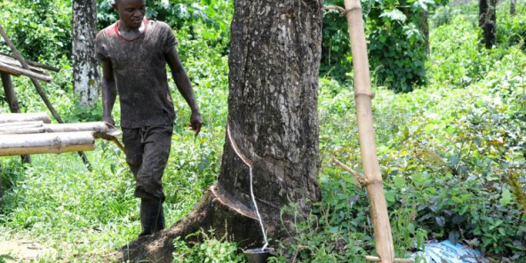 Au Liberia : colère après les centaines de licenciements du géant américain Firestone