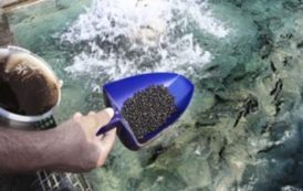 Aquaculture au Nigeria : Grand Cereals investit €2,9 M dans une usine d’aliments pour poissons