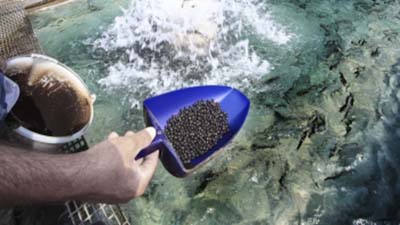 Aquaculture au Nigeria : Grand Cereals investit €2,9 M dans une usine d’aliments pour poissons