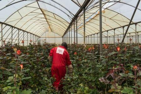 Kenya : l’Australie, prochaine destination des fleurs coupées ?