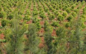 Algerie / Terres agricoles : le dossier des faux bénéficiaires sera résolu avant la fin de l’année