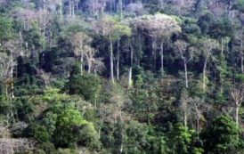 Les bailleurs au chevet de la forêt en Côte d’Ivoire