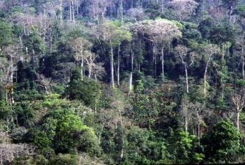 Les bailleurs au chevet de la forêt en Côte d’Ivoire