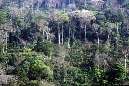 En Côte d’Ivoire, agroforesterie, cacao et énergie bénéficient de $200M de l’IDA