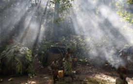 Le Gabon reçoit 18 millions de dollars pour la protection de ses forêts