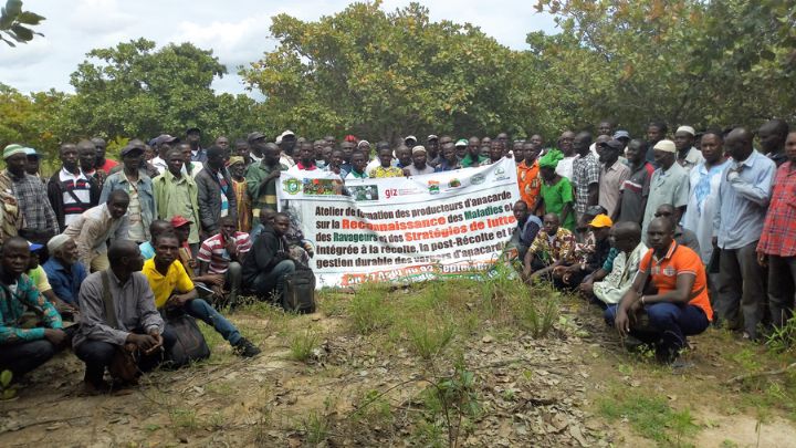 Le Conseil du Coton et de l’Anacarde forme 300 producteurs sur la gestion durable des maladies et ravageurs à Odienné, Boundiali et Korhogo