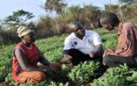 « Sahel Vert », un nouveau centre de formation en agriculture bio au Sénégal