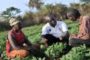 Les Startups africaines dans l’agriculture en vogue en 2017