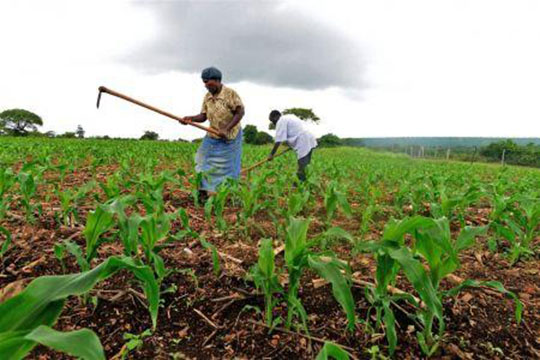 Abidjan abritera le premier forum « Leadership pour l’agriculture » de la BAD le 28 novembre prochain