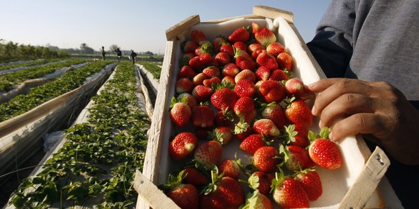 Egypte : les exportations agricoles décollent, malgré les restrictions