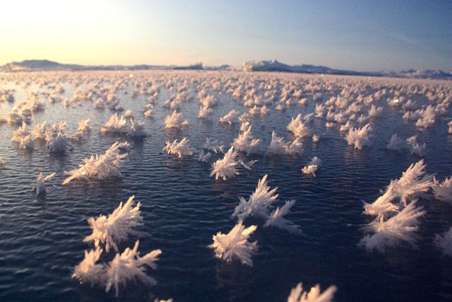 Les fleurs de givre qui fleurissent dans l’océan Arctique sont pleines de vie