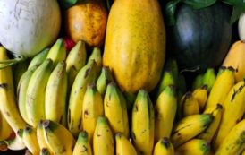 Le Togo, premier fournisseur africain de produits alimentaires bio de l’Europe
