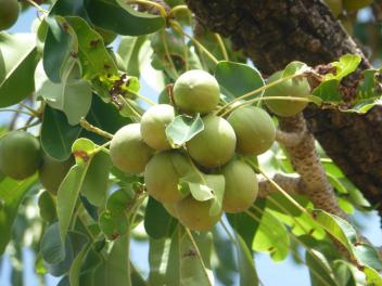 Lancement de la « GSA Sustainable Shea Initiative » sur le karité au Ghana