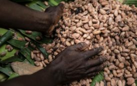 La Côte d’Ivoire choisit désormais quand et à qui commercialiser son cacao