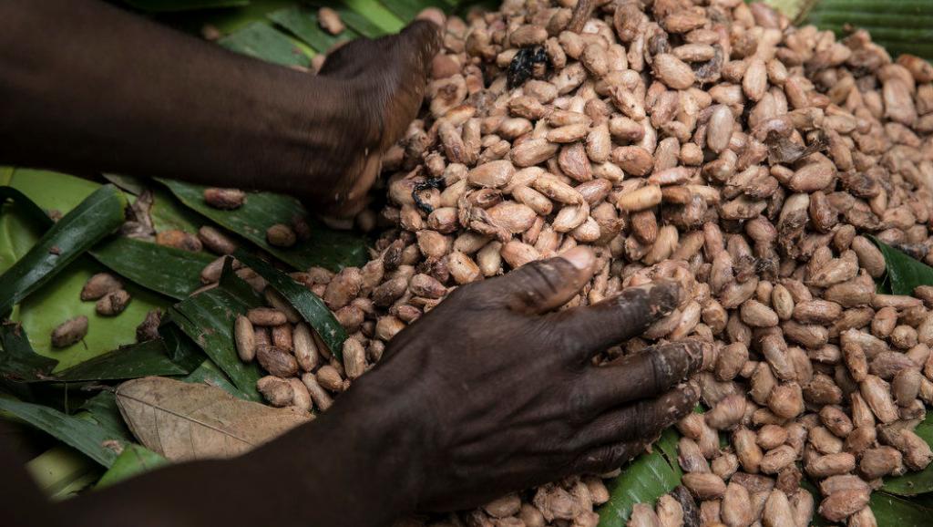 La Côte d’Ivoire choisit désormais quand et à qui commercialiser son cacao