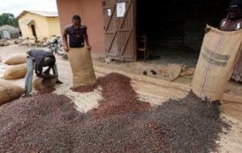 Cameroun : la transformation locale fait chuter les exportations de cacao