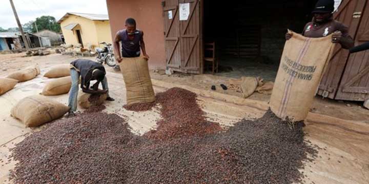 Cameroun : la transformation locale fait chuter les exportations de cacao