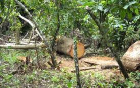 Touton et le Ghana entendent concilier cacao et forêt