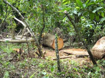 Touton et le Ghana entendent concilier cacao et forêt