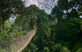 Le Ghana met le cap sur ses forêts
