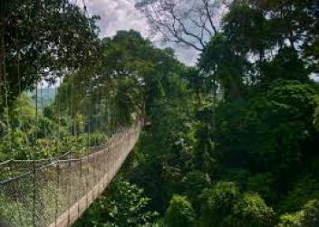 Le Ghana met le cap sur ses forêts