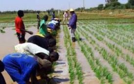 Développer la riziculture dans la Volta et recourir aux semences certifiées