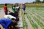La Chine a formé pendant un mois des Ivoiriens à la riziculture