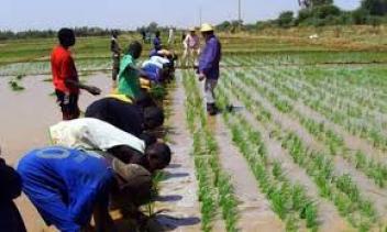 Développer la riziculture dans la Volta et recourir aux semences certifiées