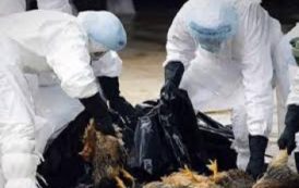 Alerte au virus H5N1 : le Nigeria le plus impacté