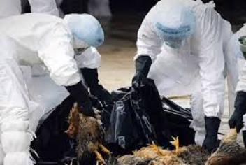 Alerte au virus H5N1 : le Nigeria le plus impacté