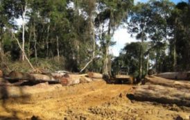 Le groupe forestier Rougier cède ses filiales au Cameroun et en Centrafrique
