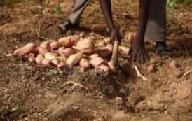 La pomme de terre impacte la bonne campagne agricole en Guinée