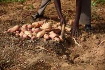 La pomme de terre impacte la bonne campagne agricole en Guinée