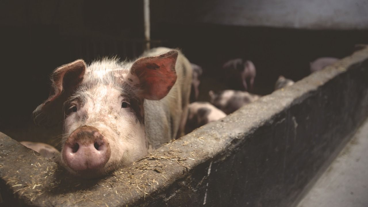 Pourquoi retrouve t-on de la gélatine de porc partout?
