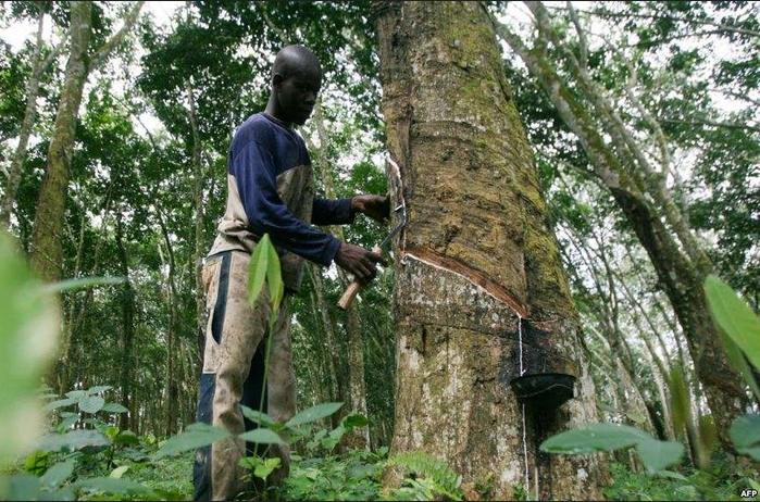 Greenpeace dénonce les ravages d’une plantation d’hévéas au Cameroun