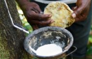 Malgré le prix faible du caoutchouc naturel, la Côte d’Ivoire mise toujours sur l’hévéa