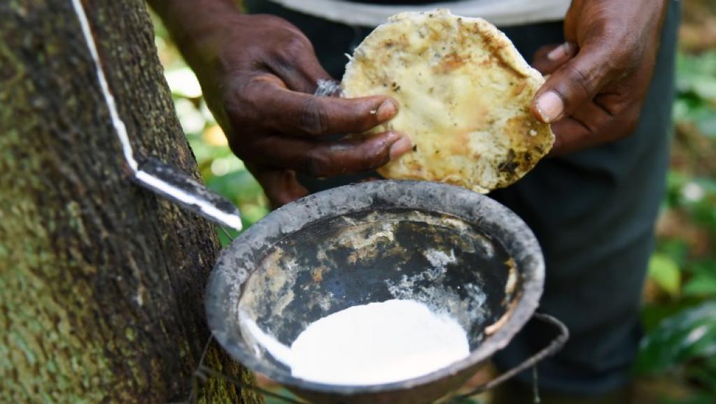 Malgré le prix faible du caoutchouc naturel, la Côte d’Ivoire mise toujours sur l’hévéa